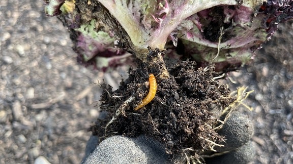 Ein Wurm an einer Salatpflanze