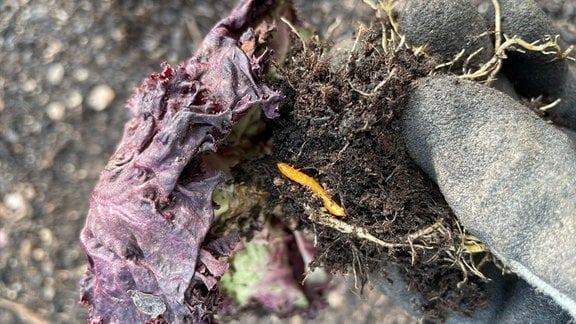 Ein Wurm an einer Salatpflanze