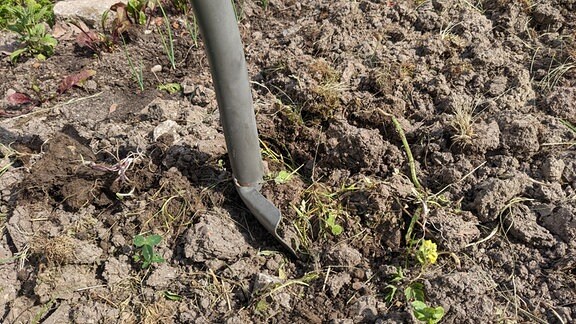 Gartenboden analysieren und testen MDR.DE