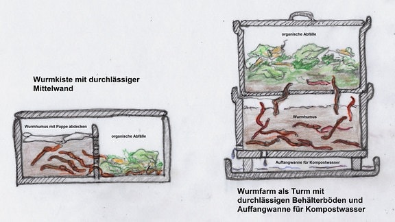 Zwei Skizzen illustrieren den Aufbau einer Wurmfarm. Die linke Abbildung zeigt eine flache Kiste mit zwei Kammern. Die rechte Abbildung einen Rum mit zwei Kammern und unten drunter einer Auffangwanne für Kompostwasser.