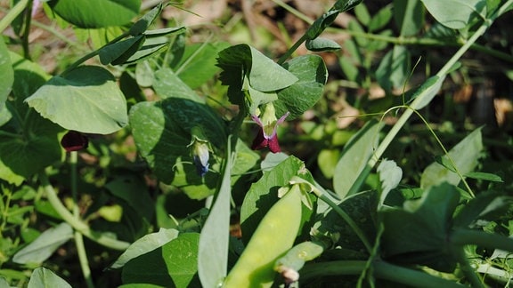 Als Gründüngung verwendete Pflanzen mit einer violetten Blüte und einer Erbsen-Hülse auf einem Beet