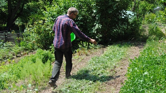 Der MDR Garten-Redakteur Jörg Heiß geht an einem mit Gründüngung bepflanzten Beet an einem hang in einem Kleingarten entlang und streut grauschwarzes Pulver auf die Erde