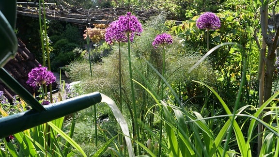 Zierlauch im Garten mit verdünnter Pflanzenjauche düngen