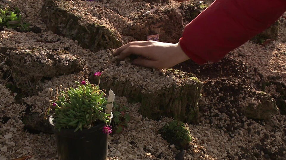 Steingarten im Spätherbst bepflanzen MDR.DE