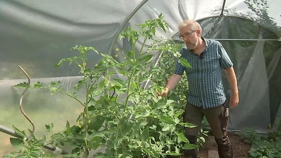 ein Mann steht in einem Gewächshaus und schaut Tomatenpflanzen an