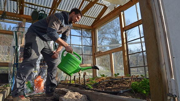 Kleingärtner gießt mit Gießkanne in Gewächshaus im Frühling