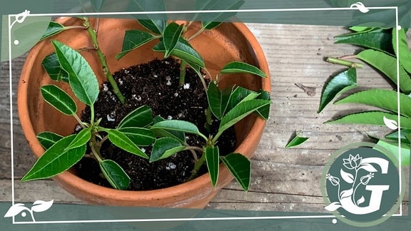 In einem Topf aus braunem Ton stehen vier kleine Triebspitzen einer Pflanze. Sie haben kleine grüne Blätter, im Topf ist Erde, um das Bild liegt ein gezeichneter weißer Rahmen