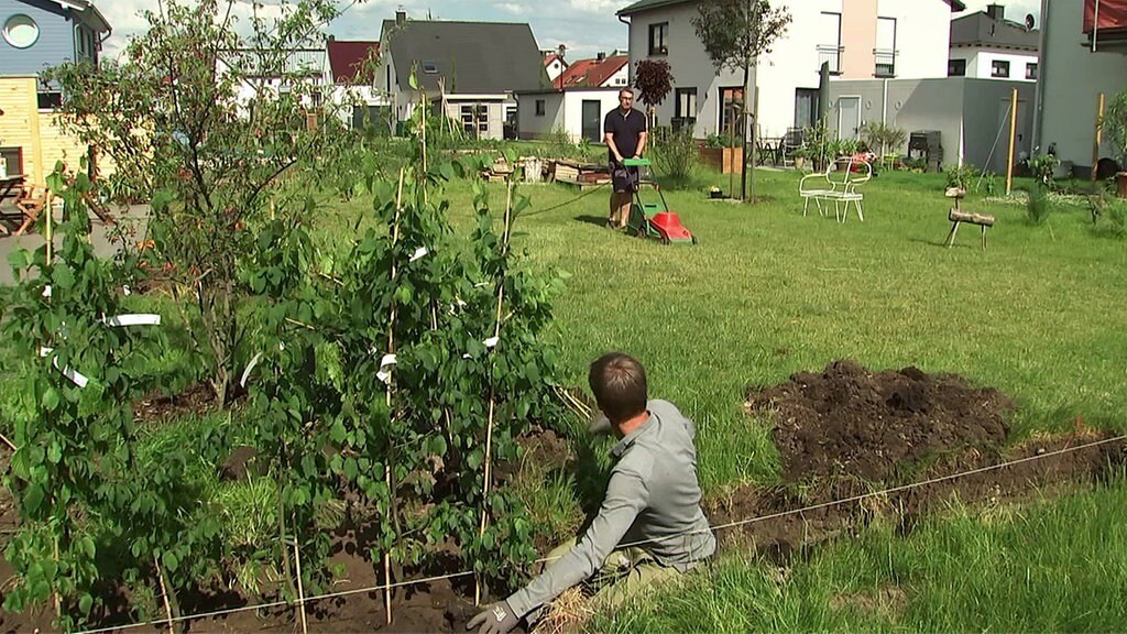 Eine Lange Hainbuchen Hecke Pflanzen So Geht S Mdr De