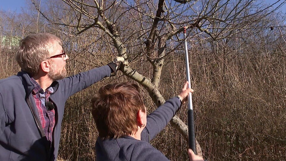 Obstbäume richtig schneiden MDR.DE