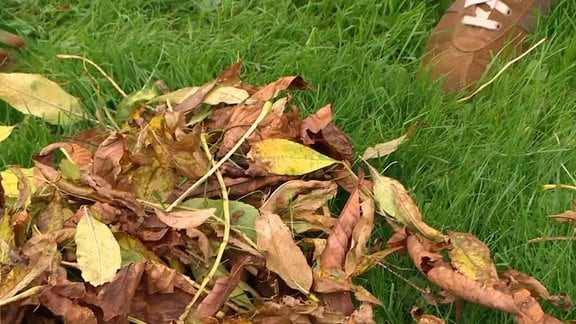 Laub im Herbst vom Rasen entfernen