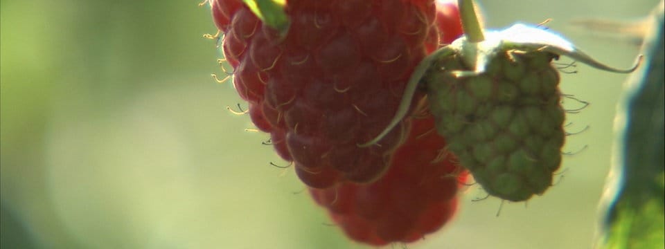 Sommer Und Herbst Himbeeren Pflege Anbau Empfehlenswerte Sorten Mdr De