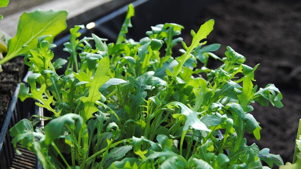 Rucola Im Garten Gartengestaltung Idee