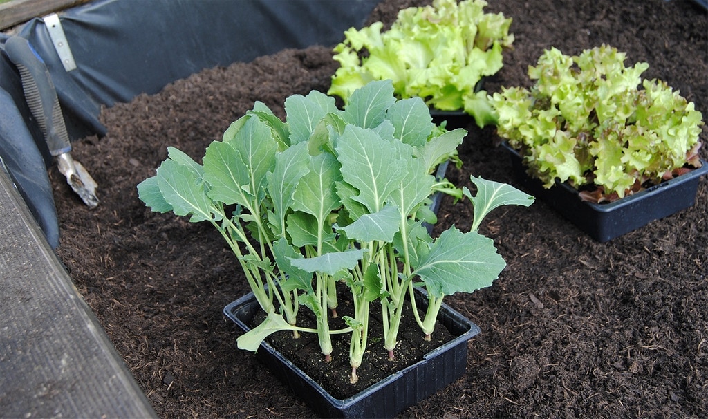 Mdr Garten Heiss Auf Gemuse Hochbeet Und Kompost Im Kleingarten