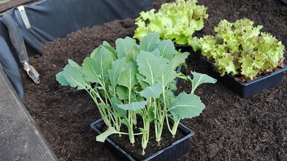 Junge Kohlrabi- und Salat-Pflanzen in schwarzen Gefäßen aus Kunststoff stehen auf der Erde in einem noch nicht bepflanzten Hochbeet, das am Rand mit schwarzer Folie ausgekleidet ist.