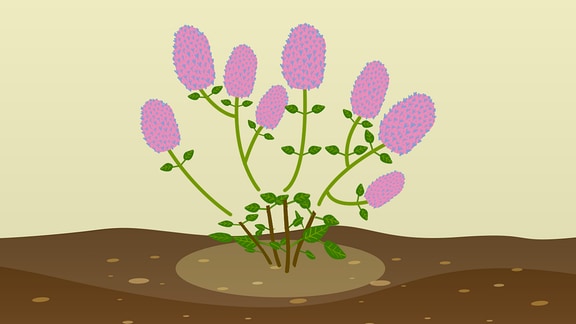 Rückschnitt bei Hortensien mit Blüten an einjährigen Trieben