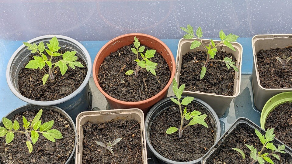Jungpflanzen von Tomate, Gurke und Co. abhärten MDR.DE