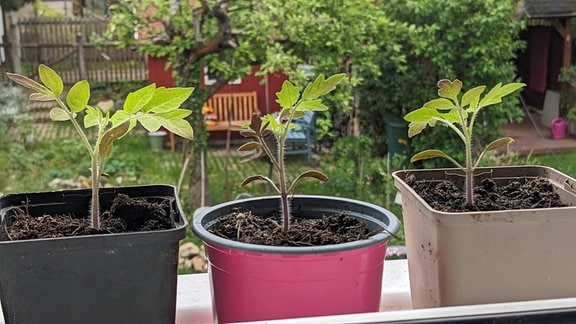 Junge Tomatenpflanzen auf einer Fensterbank