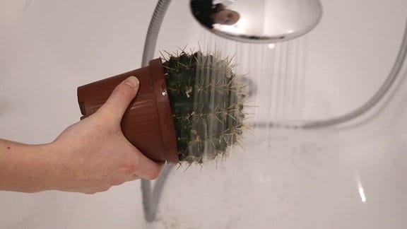 Ein Kaktus wird mit der Dusche abgebraust.  