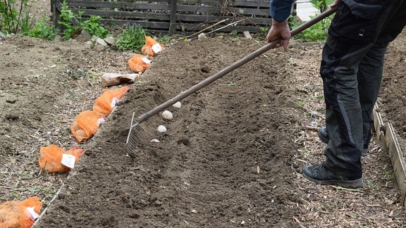 Mit einem Rechen wird Erde über Kartoffeln gebracht.