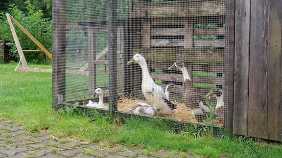 Laufenten auf einer Wiese