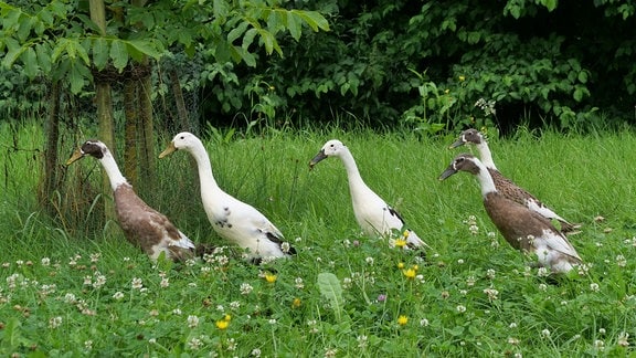 Laufenten auf einer Wiese