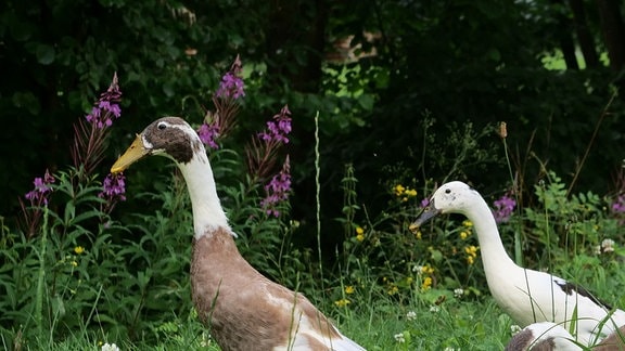 Laufenten auf einer Wiese