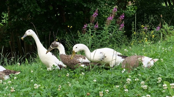 Laufenten auf einer Wiese