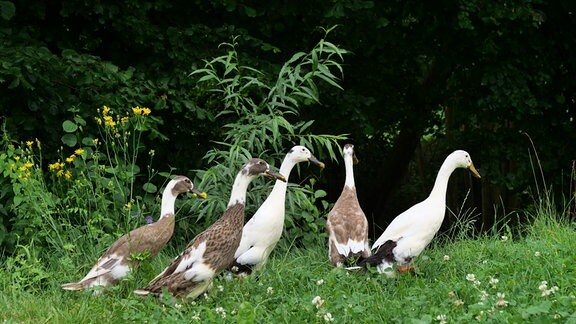 Laufenten auf einer Wiese