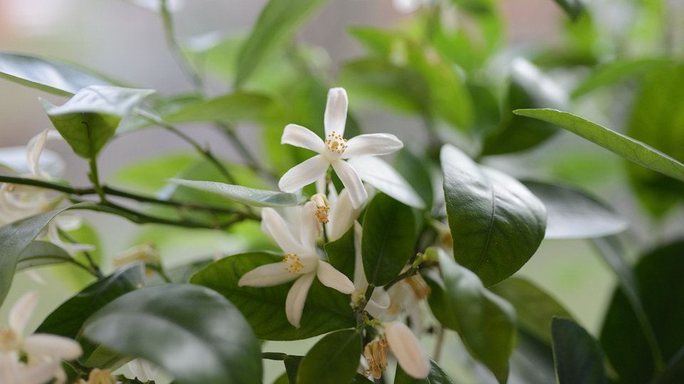 Wie oft blüht Mandarinenbaum?