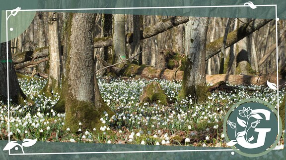 Ein Wald voller Bäume, zwischen denen der Boden weiß ist, weil dort so viele Märzenbecher blühen.