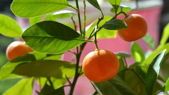Mandarinenbaum mit Früchten