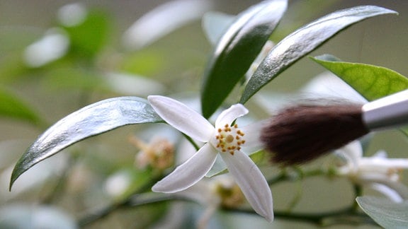 Eine Blüte wird mit einem Pinsel bestäubt