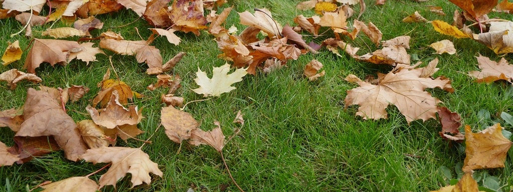 Rechtsfragen Zu Laub Im Garten Mdr De