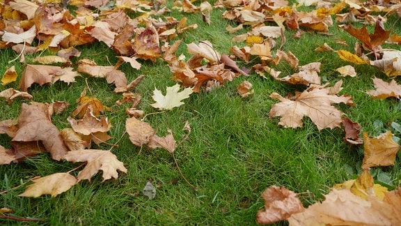 Auf einer Wiese liegen viele abgefallene Blätter.