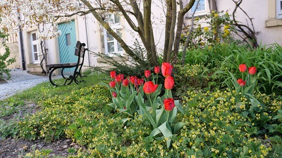 Tulpen im Halbschatten mit Waldsteinien