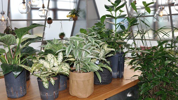 Verschiedene Blattpflanzen, die in Hydrkultur kultiviert werden, stehen auf einem Tisch.