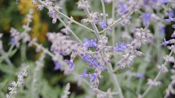 Eine Pflanze mit mehreren winzigen, blauen Blüten und silbrig-grünen Stängeln