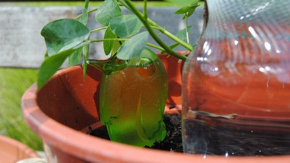 Der Wasserspender Bördy in Form eines grünen Vögelchens aus Kunststoff steckt zur Bewässerung in einem Blumenkübel