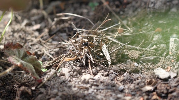 Eine Schneckenhaus-Mauerbiene hat ein leeres Schneckenhaus in der Erde vergraben und mit Pflanzenteilen abgedeckt.