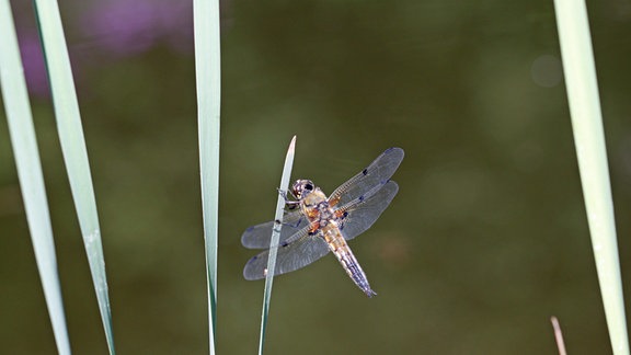 eine Libelle fliegt an schmalen Grashalmen entlang