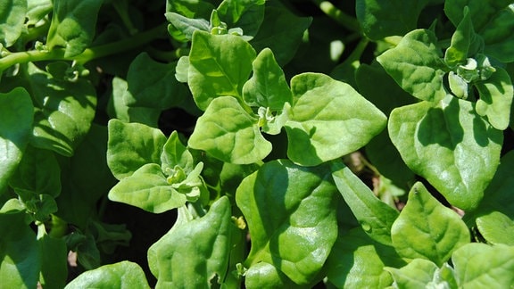 Gemüsepflanze Neuseeländer Spinat aus Permakultur-Anbau