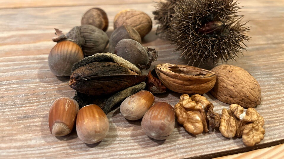 Diese Nüsse wachsen in unseren Gärten MDR.DE