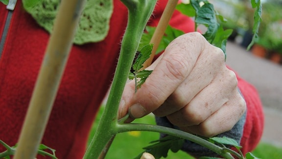 Eine Hand greift zu einem kleinen Trieb mit Blättern, der oberhalb eines Seitentriebes aus einer Tomatenpflanze herauswächst