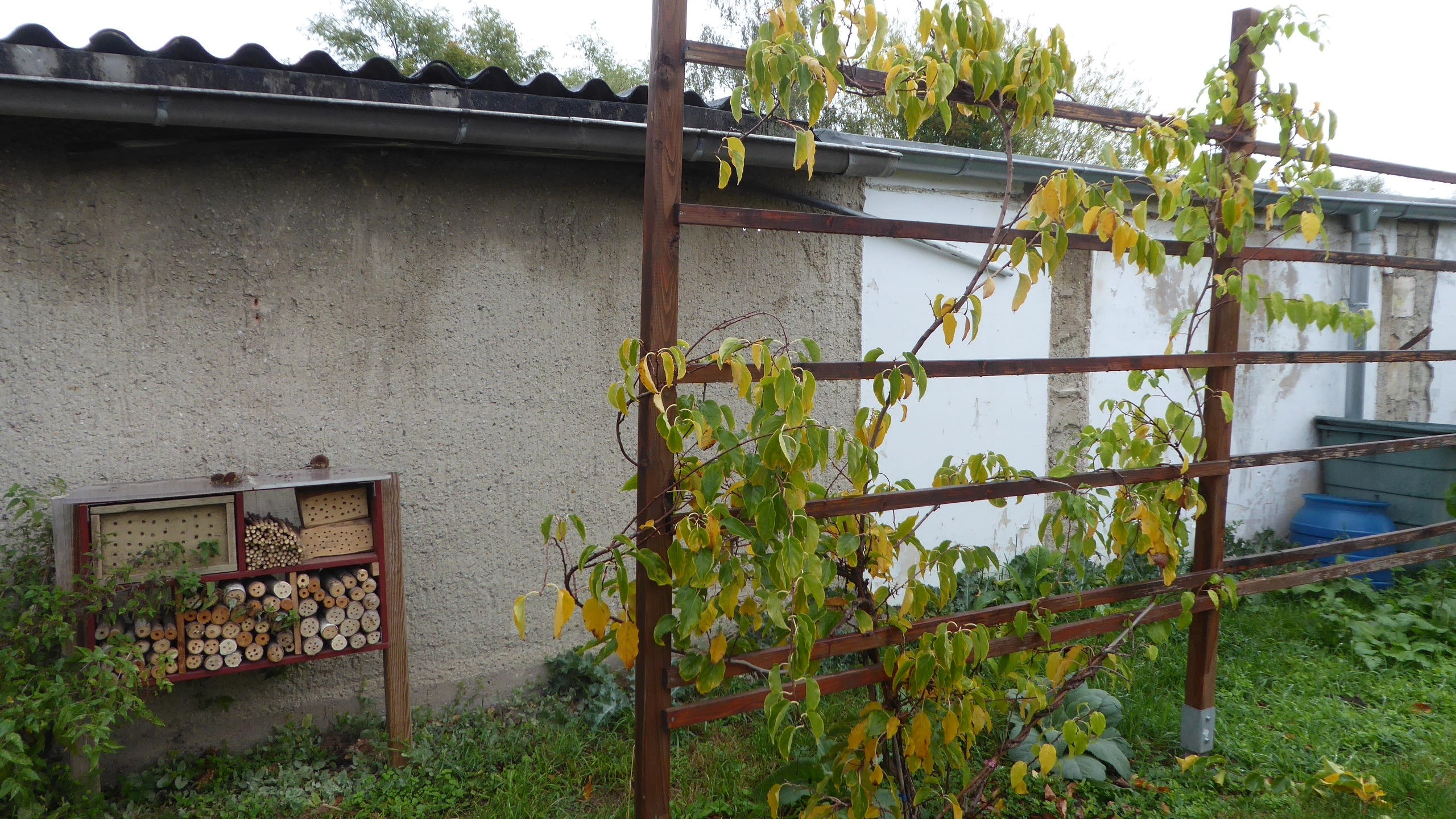 Kiwibeere am Spalier vor und nach dem Rückschnitt MDR.DE