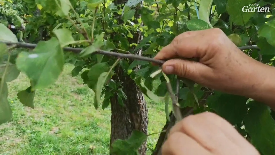 Junge Triebe am Obstbaum reißen MDR.DE