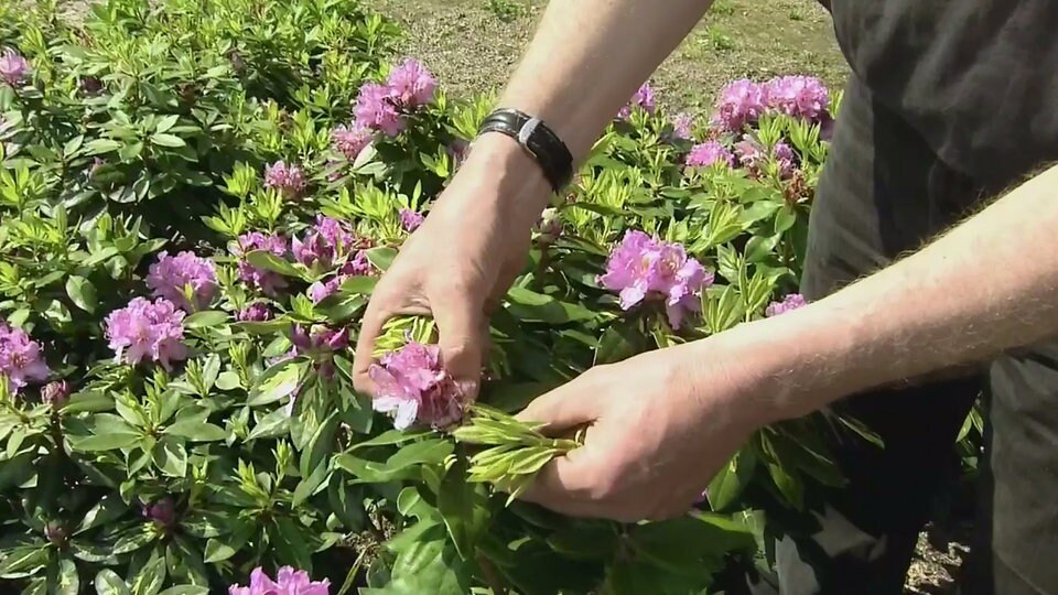 Rhododenron zurückschneiden MDR.DE