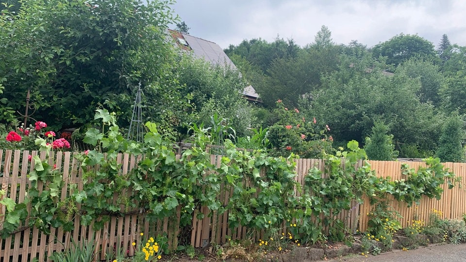 Wein an Hauswand und Fassade schneiden und erziehen