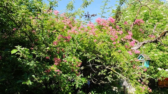 Eine blühende Hecke mit rosa Blüten
