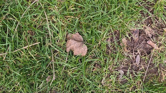 Auf einem Stück Rasen liegt ein welkes Blatt, an manchen Stellen ist das Gras verschwunden.