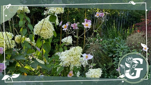 die weißen Blütenbälle von Rispenanemonen zwischen den rosa Blüten der Herbstanemone